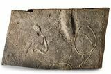 Cruziana (Fossil Trilobite Trackway) Plate - Morocco #274973-1